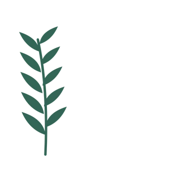 Willow foliage in an corner arrangement, with 5 pairs of leaves on each stem.
