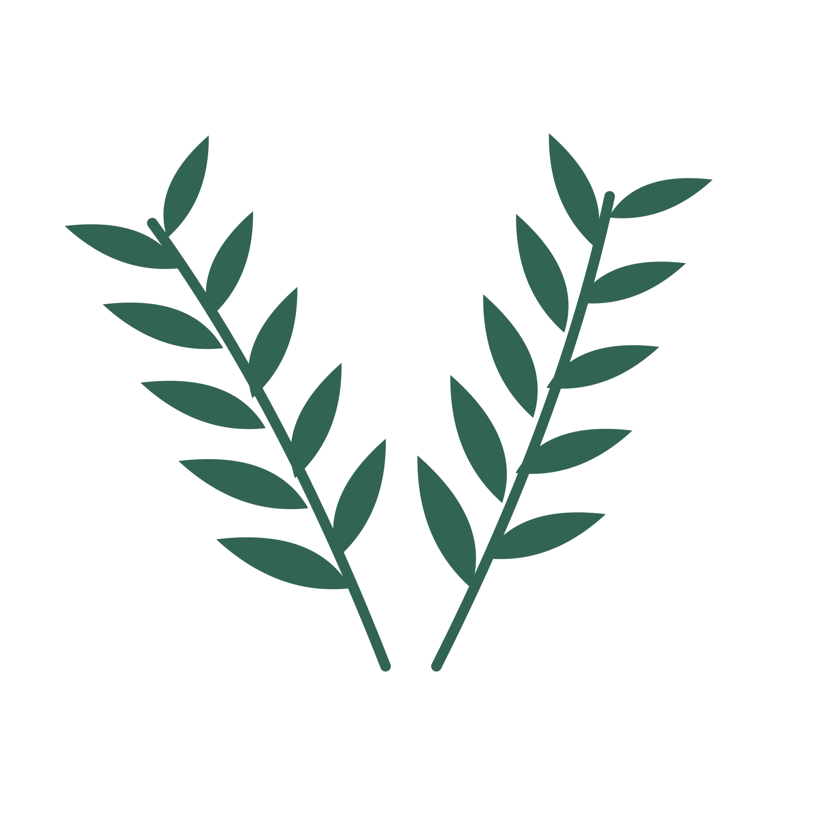 Willow foliage in an paired arrangement, with 5 pairs of leaves on each stem.