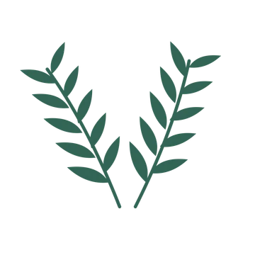 Willow foliage in an paired arrangement, with 5 pairs of leaves on each stem.