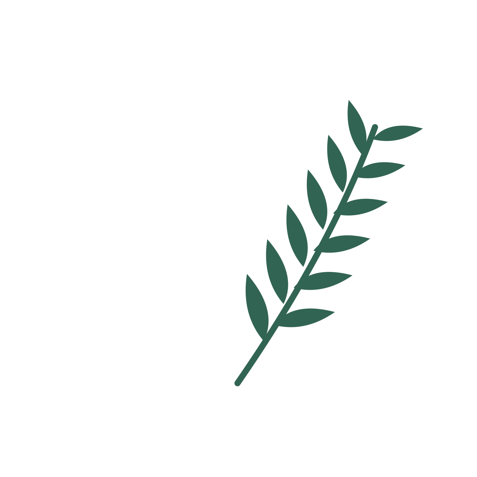 Willow foliage in an arching arrangement, with 6 pairs of leaves on each stem.