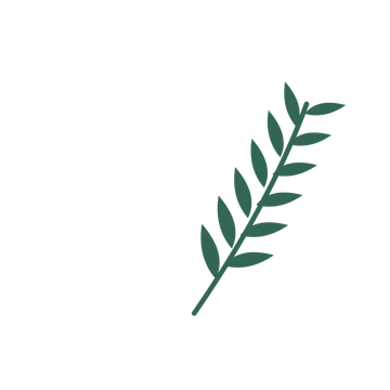 Willow foliage in an arching arrangement, with 6 pairs of leaves on each stem.