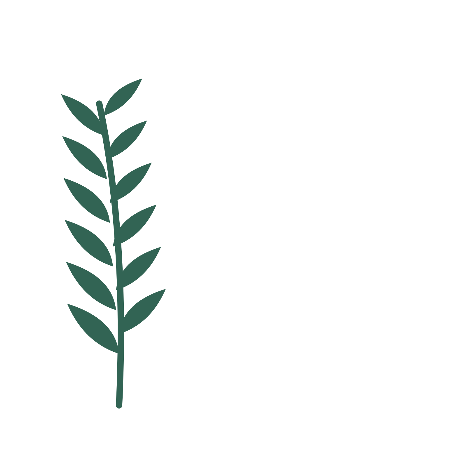 Willow foliage in an corner arrangement, with 6 pairs of leaves on each stem.