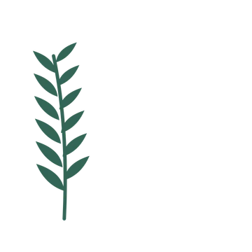 Willow foliage in an corner arrangement, with 6 pairs of leaves on each stem.