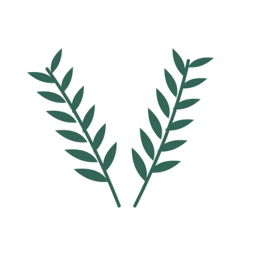 Willow foliage in an paired arrangement, with 6 pairs of leaves on each stem.