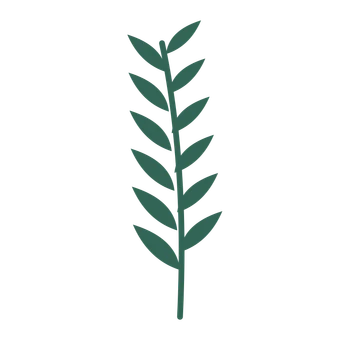 Willow foliage in an upright arrangement, with 6 pairs of leaves on each stem.