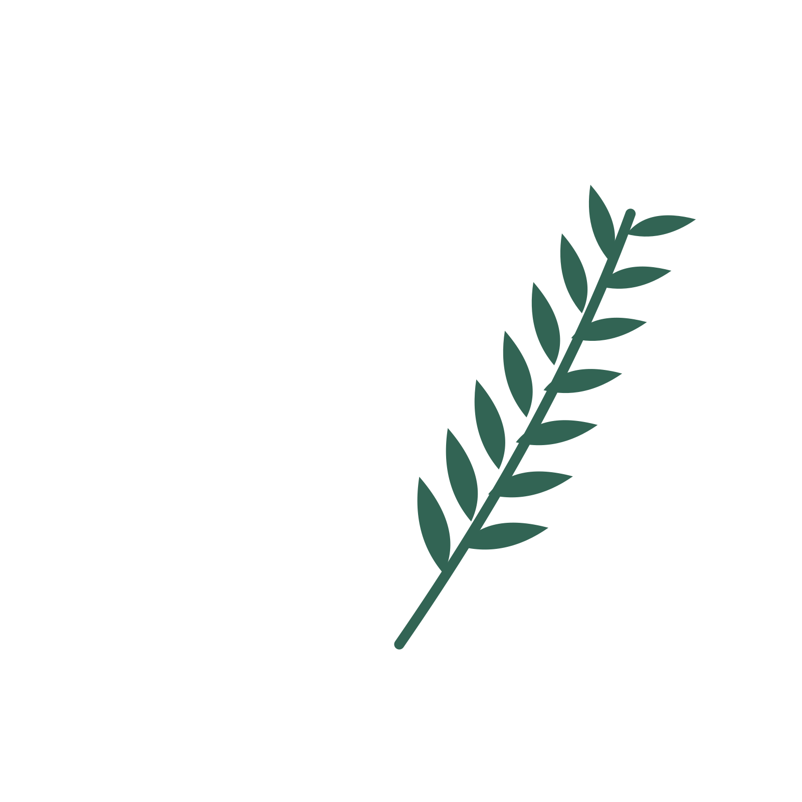 Willow foliage in an arching arrangement, with 7 pairs of leaves on each stem.