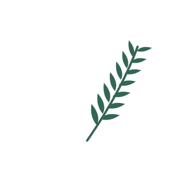 Willow foliage in an arching arrangement, with 7 pairs of leaves on each stem.