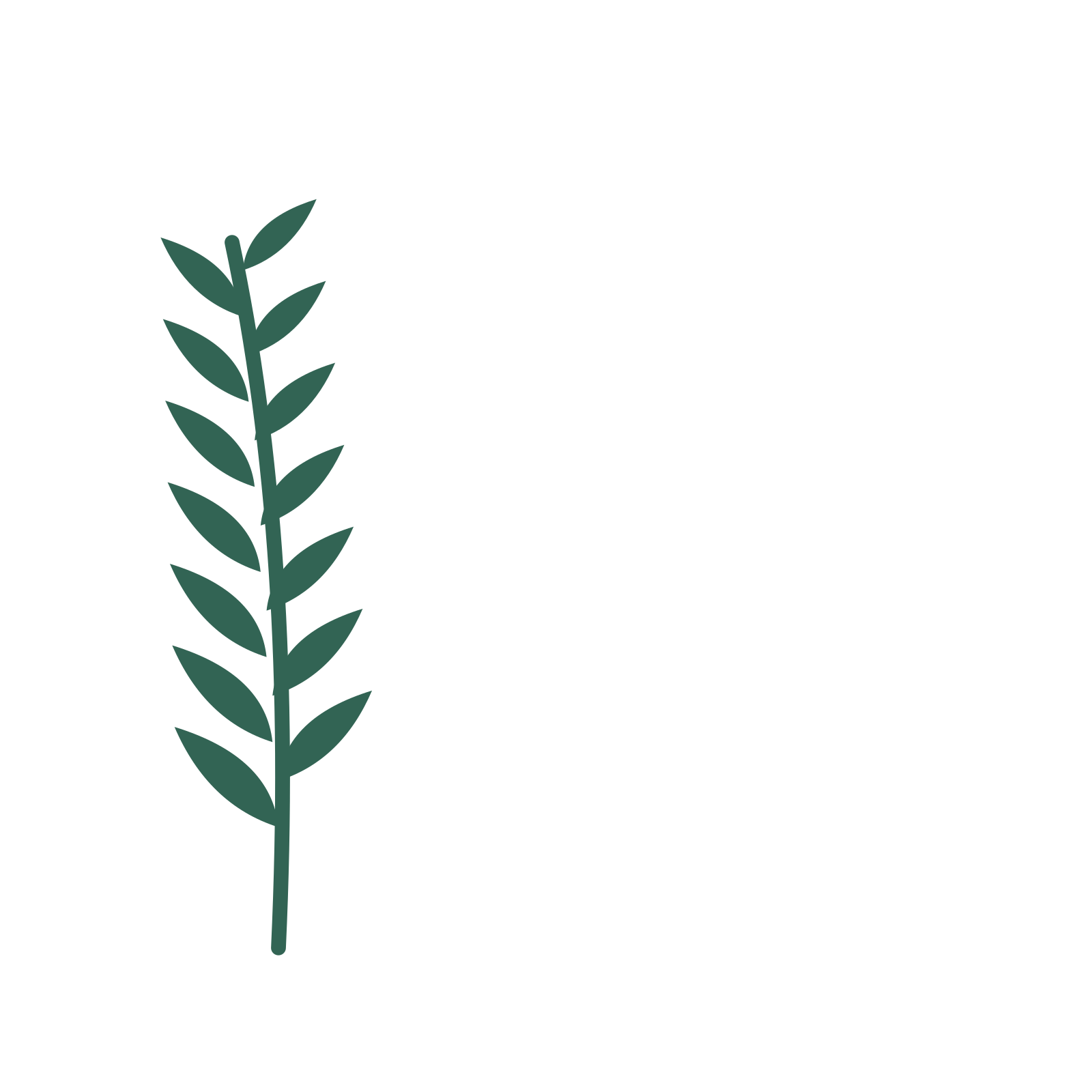 Willow foliage in an corner arrangement, with 7 pairs of leaves on each stem.