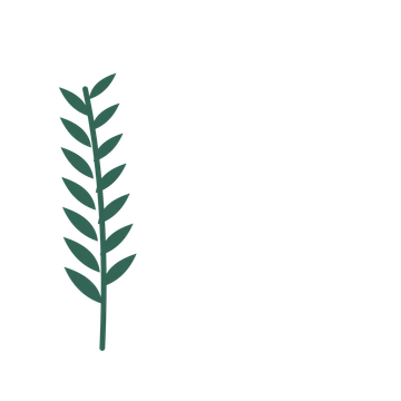 Willow foliage in an corner arrangement, with 7 pairs of leaves on each stem.