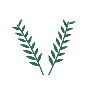 Willow foliage in an paired arrangement, with 7 pairs of leaves on each stem.