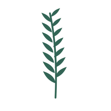 Willow foliage in an upright arrangement, with 7 pairs of leaves on each stem.