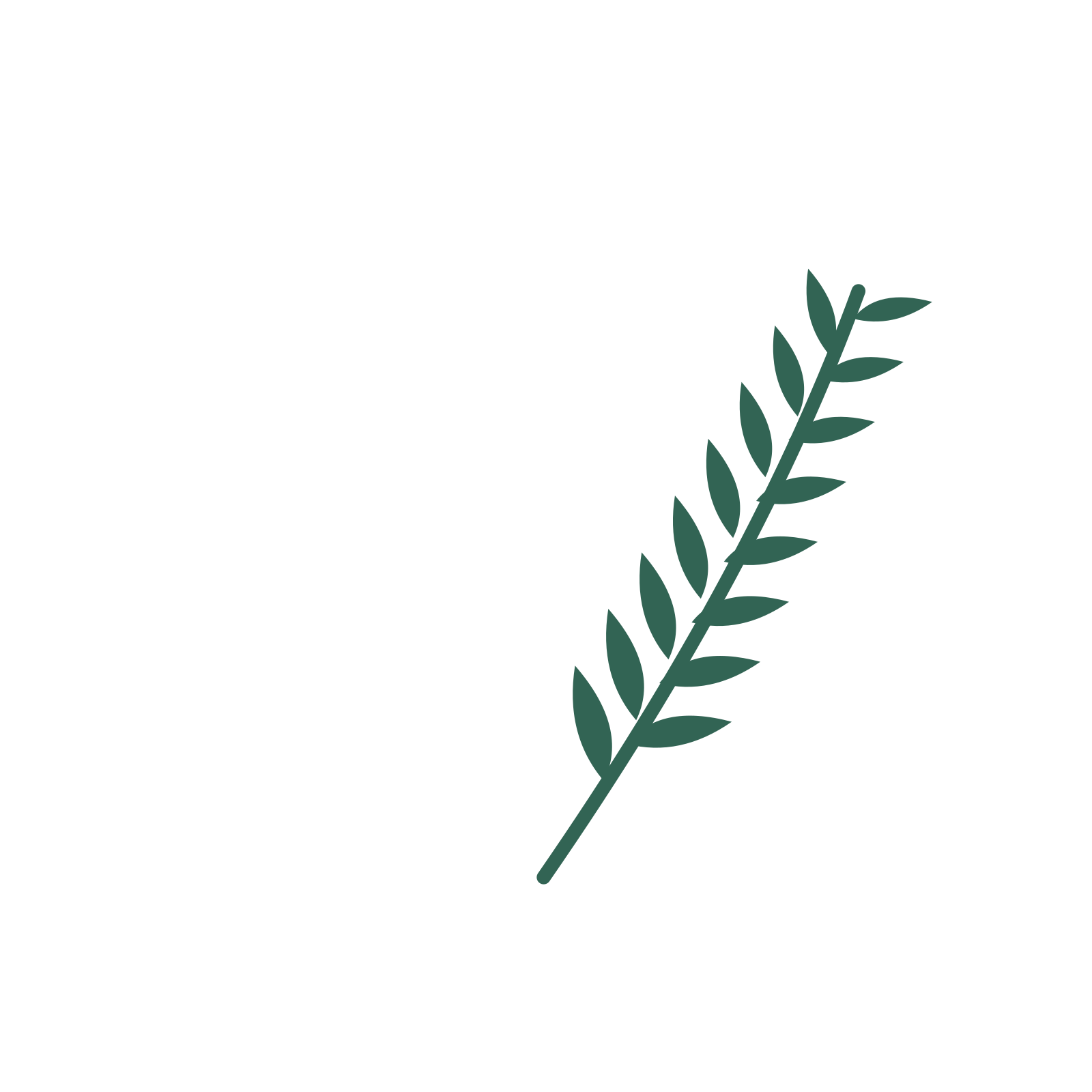 Willow foliage in an arching arrangement, with 8 pairs of leaves on each stem.