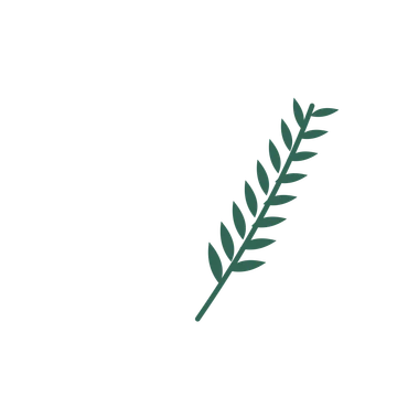 Willow foliage in an arching arrangement, with 8 pairs of leaves on each stem.