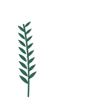 Willow foliage in an corner arrangement, with 8 pairs of leaves on each stem.