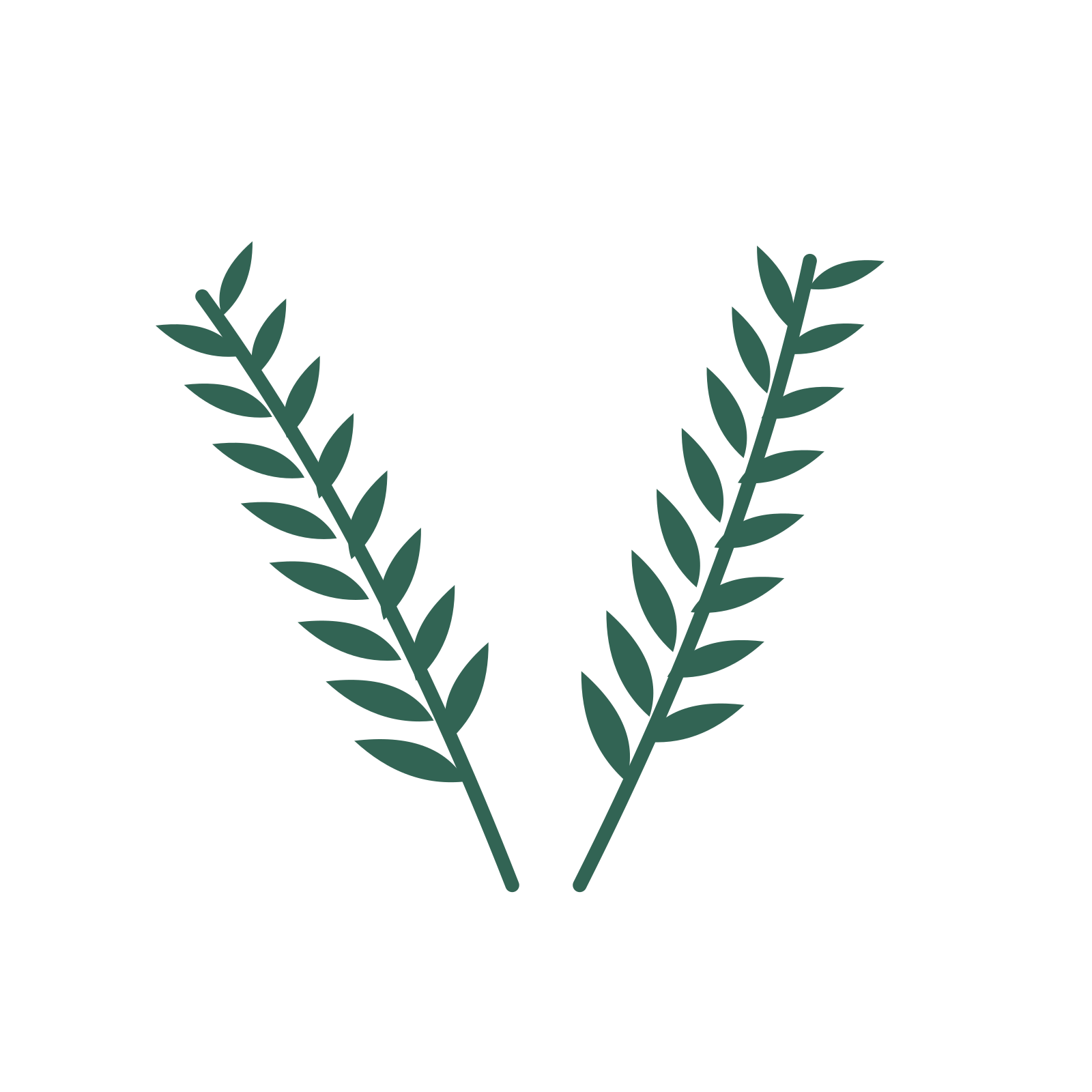 Willow foliage in an paired arrangement, with 8 pairs of leaves on each stem.