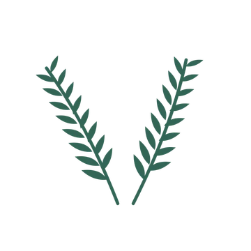 Willow foliage in an paired arrangement, with 8 pairs of leaves on each stem.
