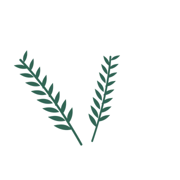 Willow foliage in an spray arrangement, with 8 pairs of leaves on each stem.