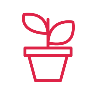 A two leaf houseplant grows from a tapered pot with a broad rim.