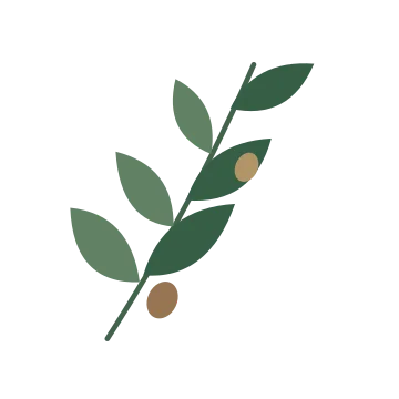 Olive branch study in a balanced, multicolour illustration with a transparent background.