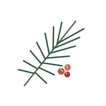 Winter pine and berries in a balanced, multicolour illustration with a transparent background.