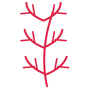 A slender curved stem carries 3 pairs of fern leaves, with shorter growth towards its tip.