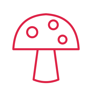 Autumn woodland mushroom.