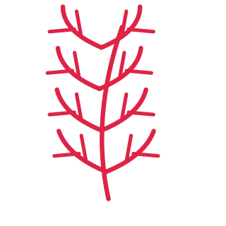 A slender curved stem carries 4 pairs of fern leaves, with shorter growth towards its tip.