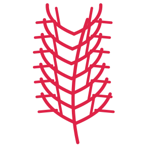 A slender curved stem carries 7 pairs of fern leaves, with shorter growth towards its tip.