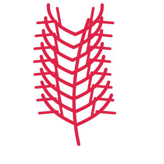 A slender curved stem carries 8 pairs of fern leaves, with shorter growth towards its tip.