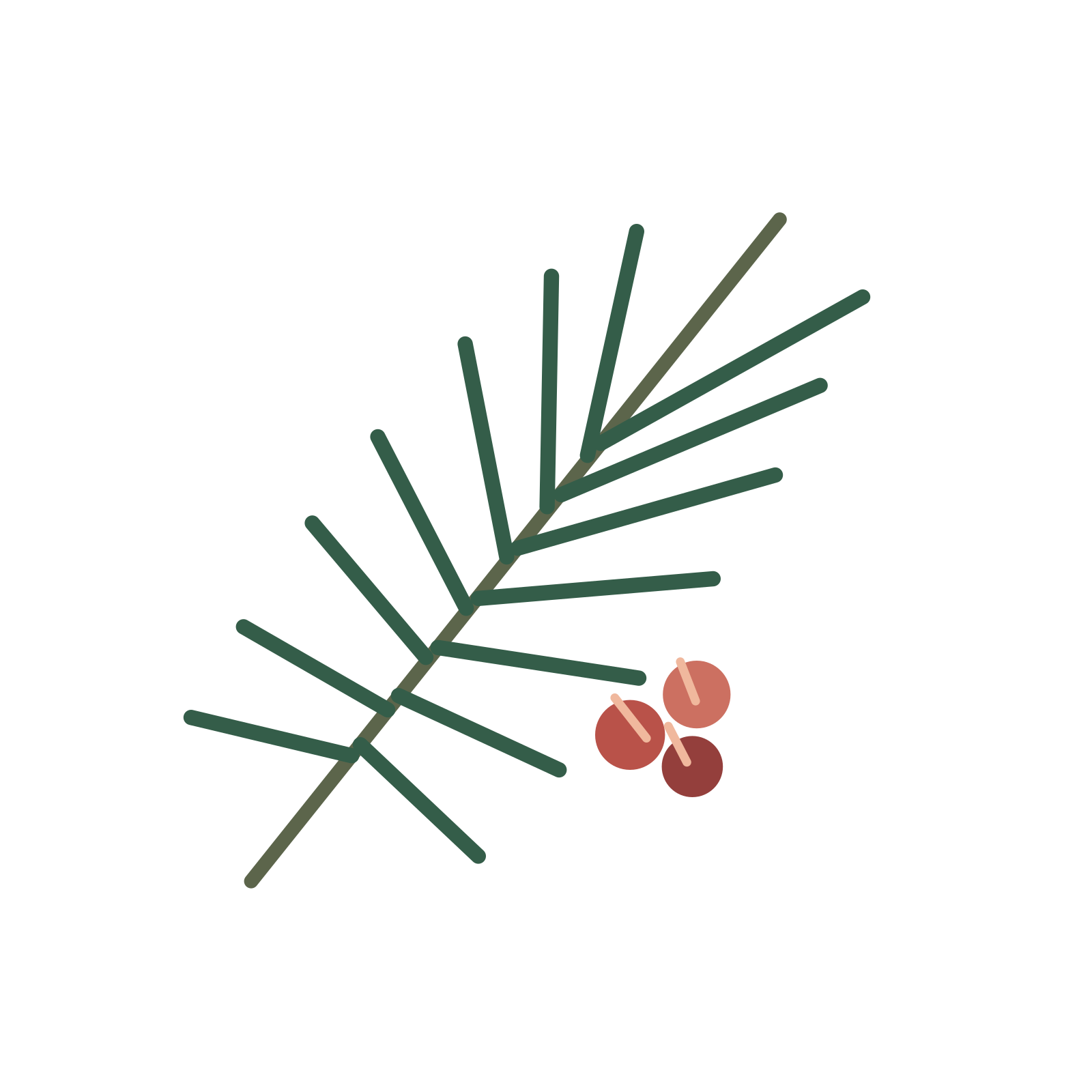 Winter pine and berries in a balanced, multicolour illustration with a transparent background.