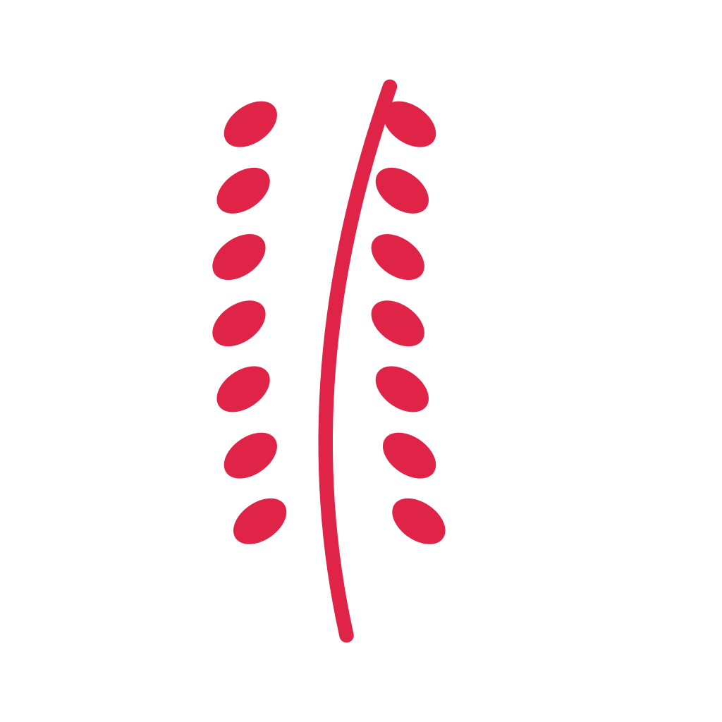 A slender curved stem carries 7 pairs of round leaves, with shorter growth towards its tip.