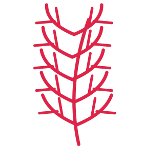 A slender curved stem carries 5 pairs of fern leaves, with shorter growth towards its tip.
