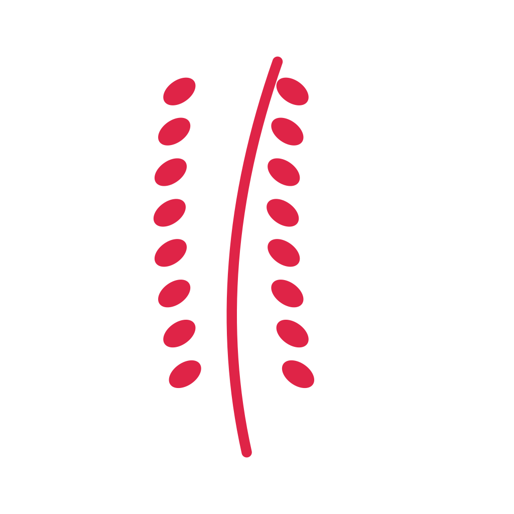 A slender curved stem carries 8 pairs of round leaves, with shorter growth towards its tip.