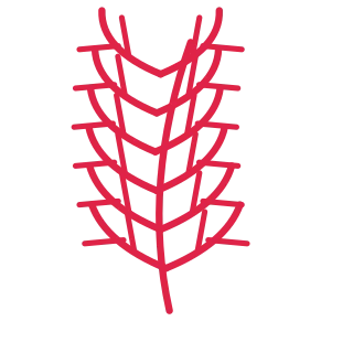 A slender curved stem carries 6 pairs of fern leaves, with shorter growth towards its tip.
