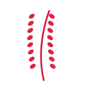 A slender curved stem carries 8 pairs of round leaves, with shorter growth towards its tip.