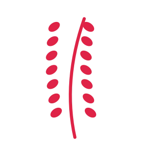 A slender curved stem carries 7 pairs of round leaves, with shorter growth towards its tip.