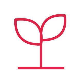 Two pointed leaves spread from a slender seedling stem above a ground line.