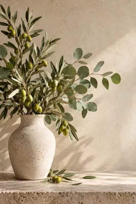 Olive and eucalyptus branches in a pale ceramic vase against a sunlit cream wall.