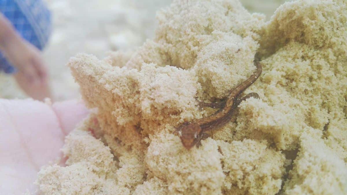 A small sand-colored lizard resting on a handful of beach sand.