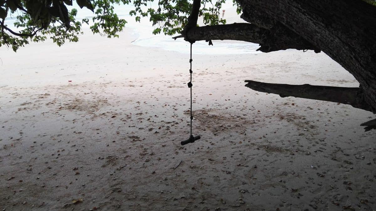 A peaceful beach scene featuring a rope swing hanging from a large tree over soft sand.