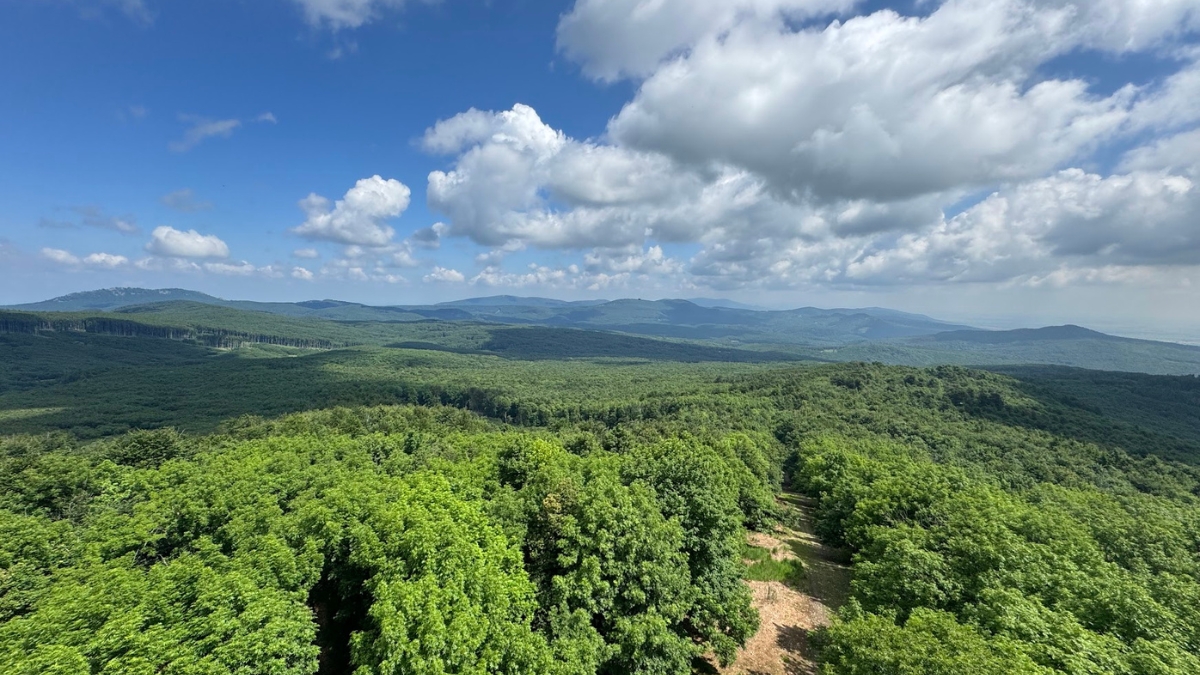 Expansive green forest landscape with distant hills under a bright blue sky with scattered clouds.