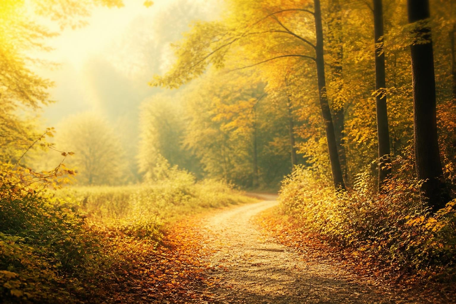 Winding dirt pathway through sunlit autumn forest with golden and orange leaves