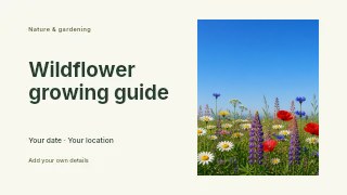 Wildflower Meadow Under Clear Blue Sky in Wildflower growing guide · Horizontal photo dialogue